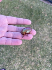 Anoplognathus viriditarsis