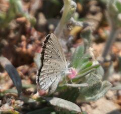 Zizeeria knysna knysna