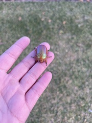 Anoplognathus viriditarsis