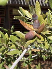 Quercus emoryi