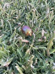 Anoplognathus viriditarsis