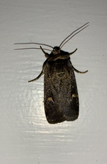 Proteuxoa tetronycha