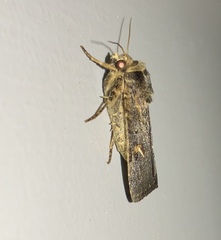 Proteuxoa tetronycha