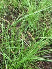 Carex cherokeensis