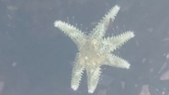 Leptasterias hexactis