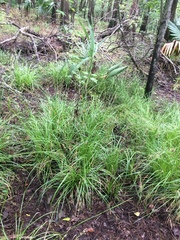 Carex cherokeensis