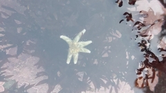 Leptasterias hexactis