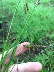 Carex cherokeensis