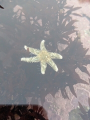 Leptasterias hexactis