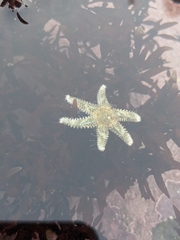 Leptasterias hexactis