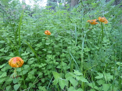 Lilium pardalinum pardalinum