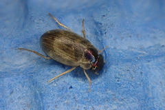 Berosus pulchellus