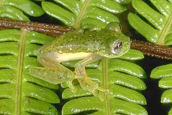 Trueb's Cochran Frog
