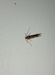 Pyroderces apparitella