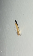Pyroderces apparitella