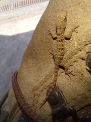 Sphaerodactylidae