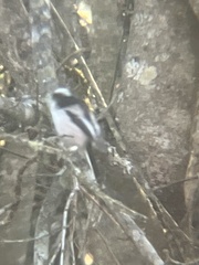 Aegithalos caudatus trivirgatus