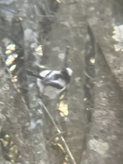 Aegithalos caudatus trivirgatus