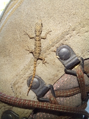 Sphaerodactylidae