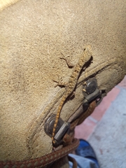 Sphaerodactylidae