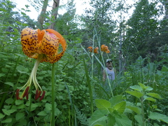 Lilium pardalinum pardalinum
