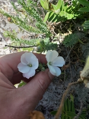 Linum monogynum
