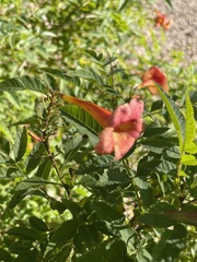 Anisacanthus thurberi