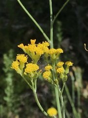 Senecio hypoleucus