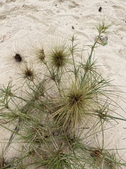 Spinifex