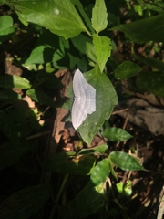 Acropteris ciniferaria