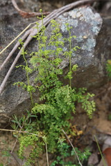 Lindsaea microphylla