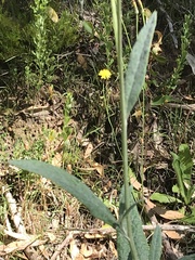 Senecio hypoleucus