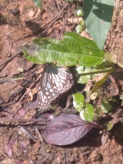 Parantica aglea aglea