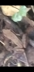 Indosylvirana