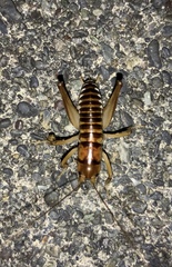Hemiandrus
