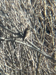 Emberizidae