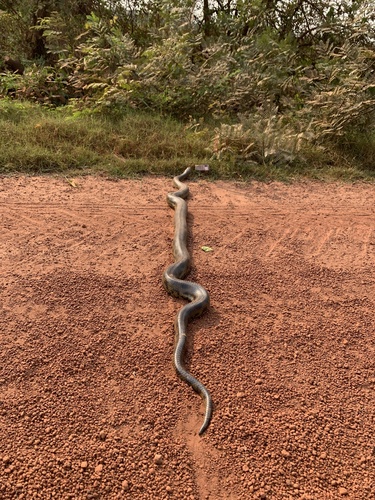 Bolivian Anaconda observed near RN9: San Pedro-San Ramon, Departamento del Beni, BO, (c) sebastiangc, some rights reserved (CC BY-NC)