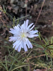 Malacothrix saxatilis