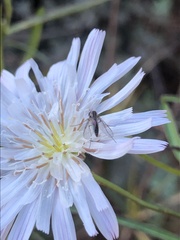 Mythicomyiidae