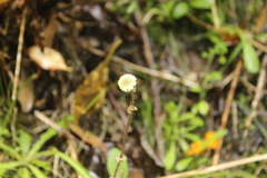 Craspedia uniflora