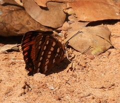 Byblia anvatara acheloia