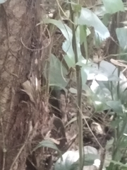 Gynacantha