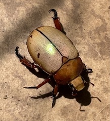 Anoplognathus montanus