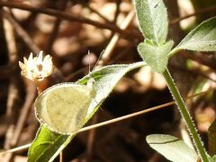 Leptosia alcesta inalcesta