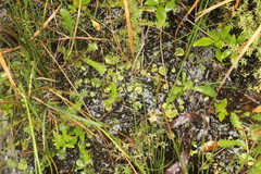 Corybas dienemus