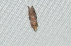 Sciota rubrisparsella