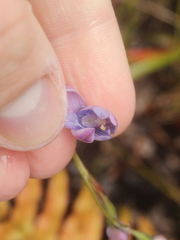Thelymitra pulchella