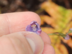 Thelymitra pulchella