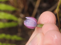 Thelymitra pulchella