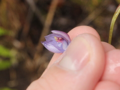 Thelymitra pulchella